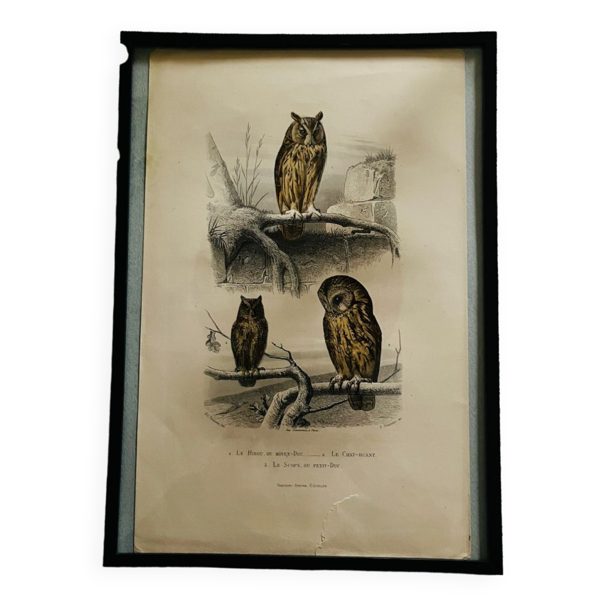 Old framed owl poster