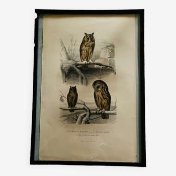 Old framed owl poster
