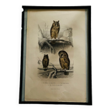 Old framed owl poster