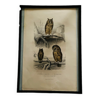 Old framed owl poster