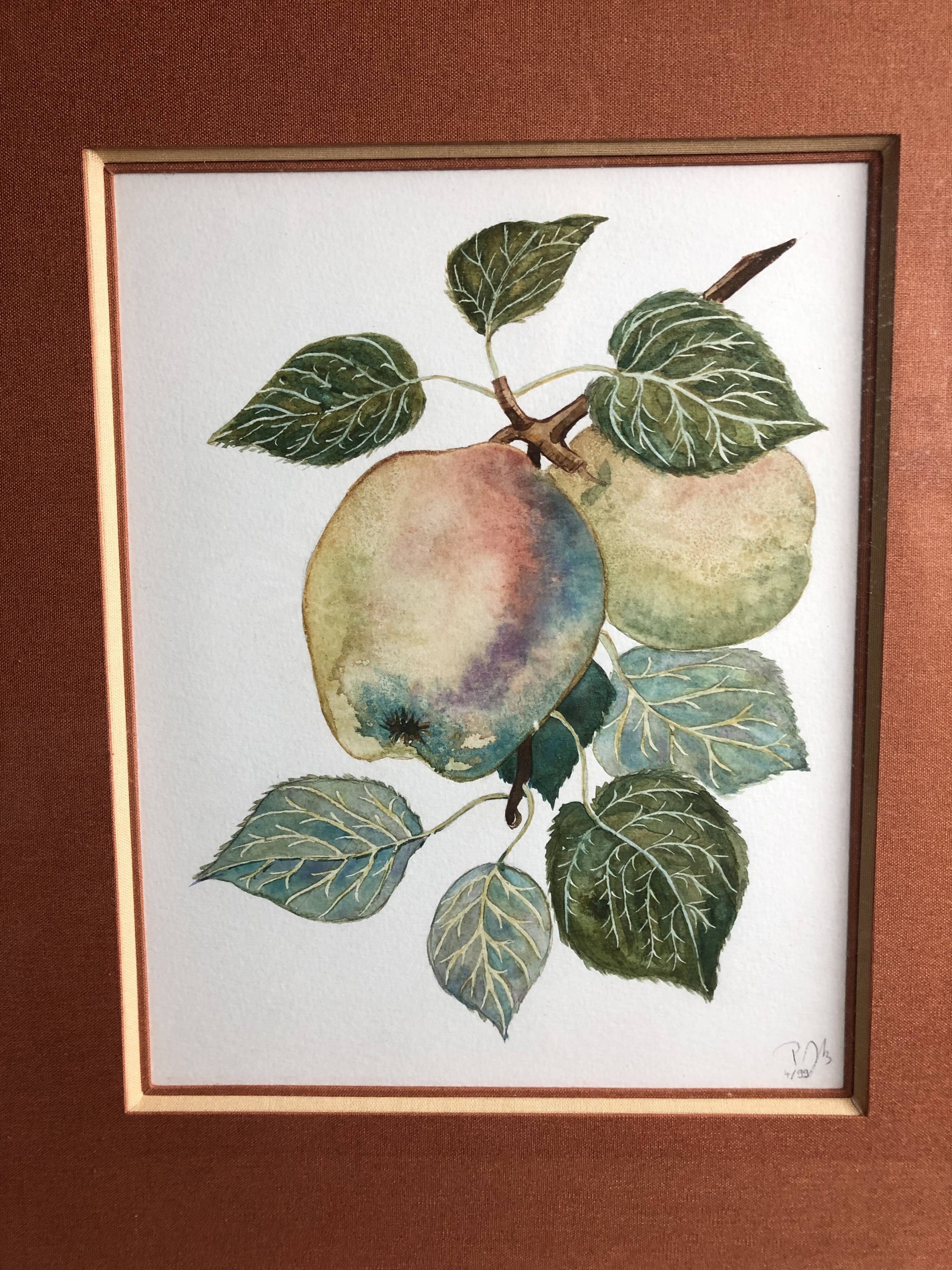 Old botanical lithograph patricia kounakowitch