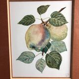 Old botanical lithograph patricia kounakowitch