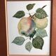 Old botanical lithograph patricia kounakowitch