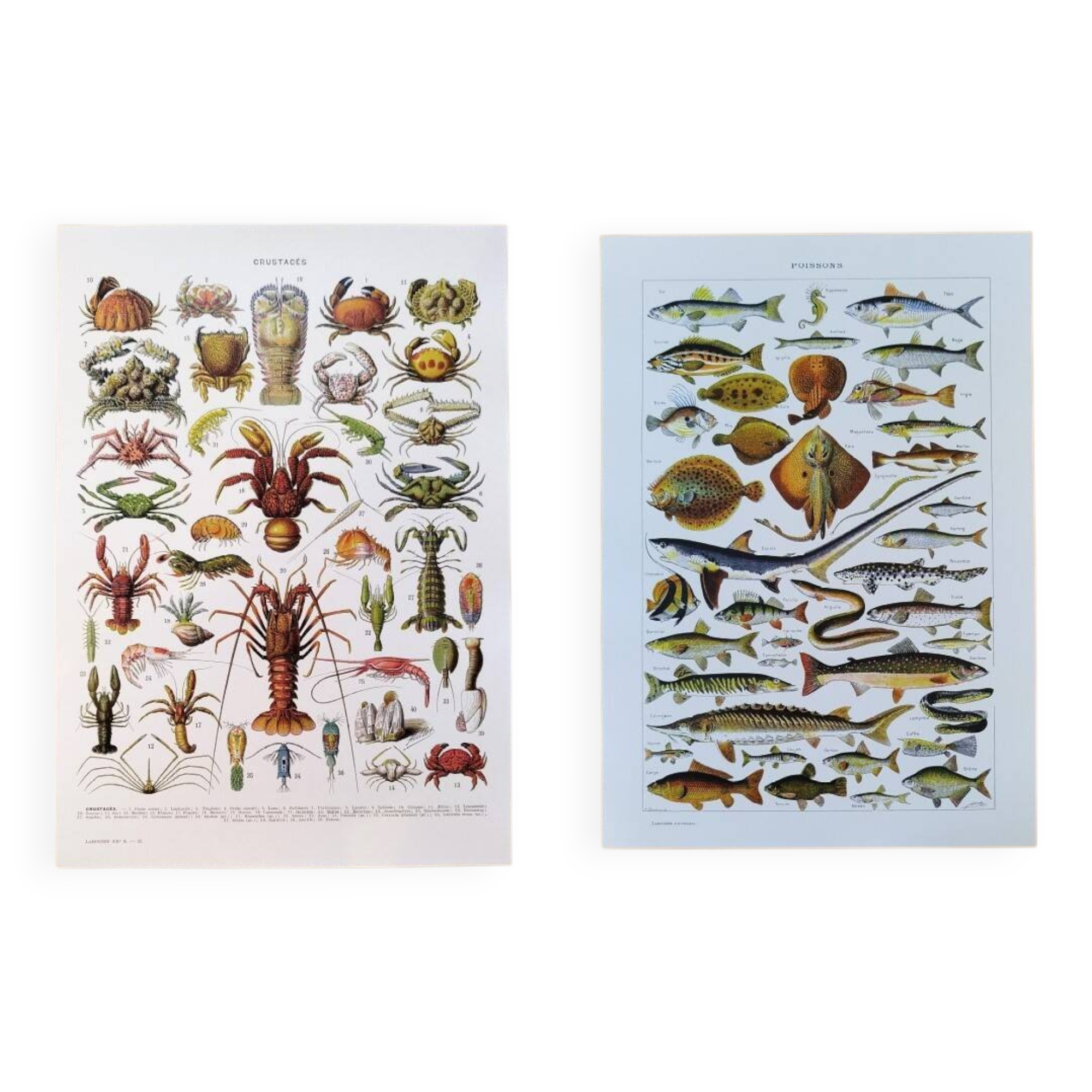 Set of two posters on crustaceans and fish