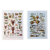 Lot de deux affiches sur les crustacés et les poissons