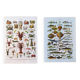 Set of two posters on crustaceans and fish