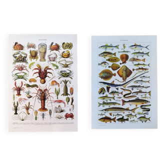 Lot de deux affiches sur les crustacés et les poissons