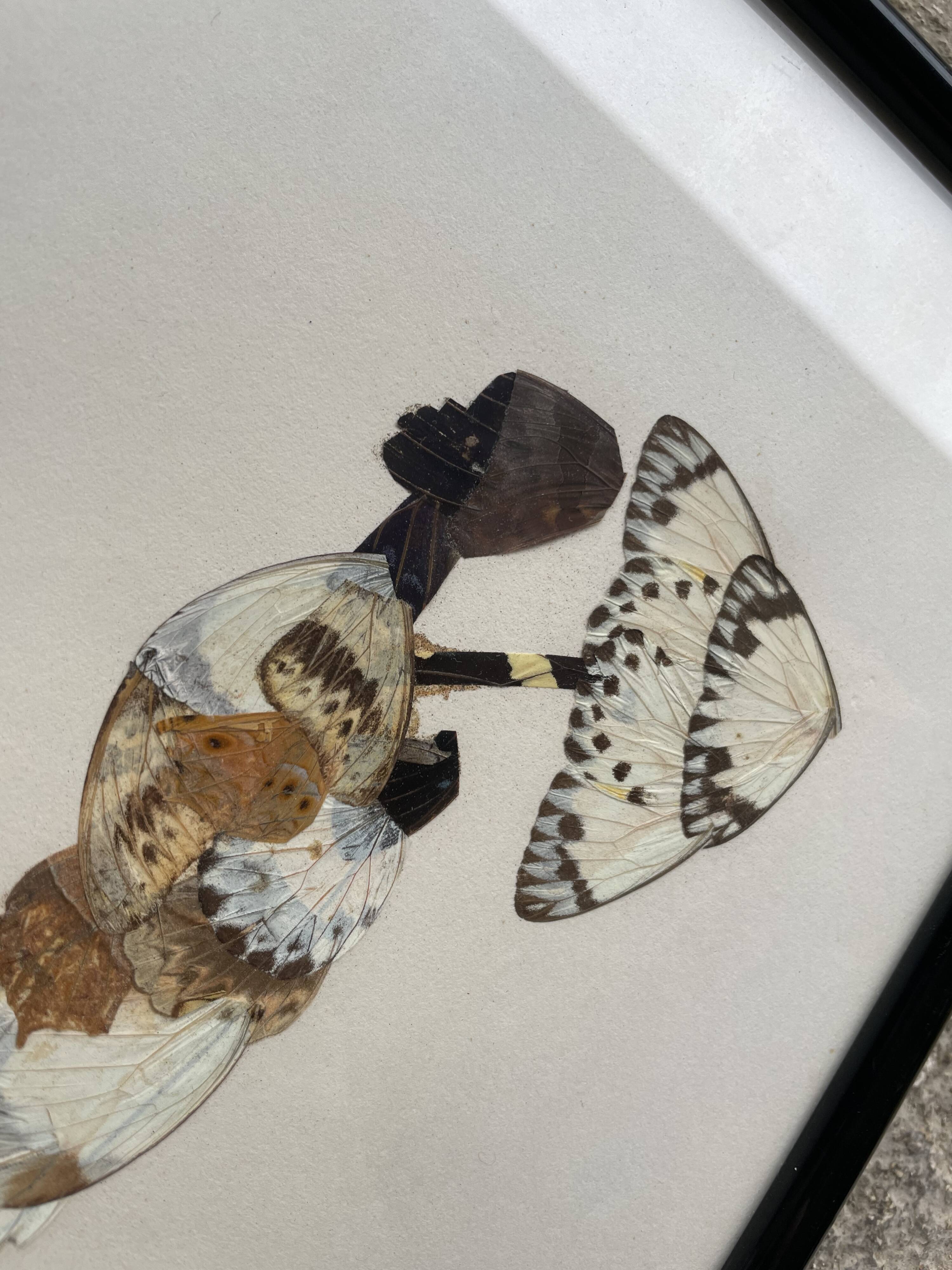 Tableau en ailes de papillons