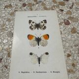 Antique butterfly botanical board engraving 1903 double sided