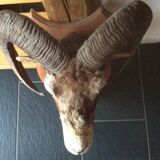 Sheep trophy
