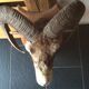 Sheep trophy