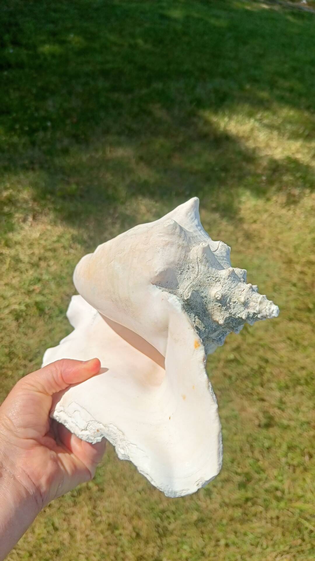 Conque marine blanche légèrement rosée