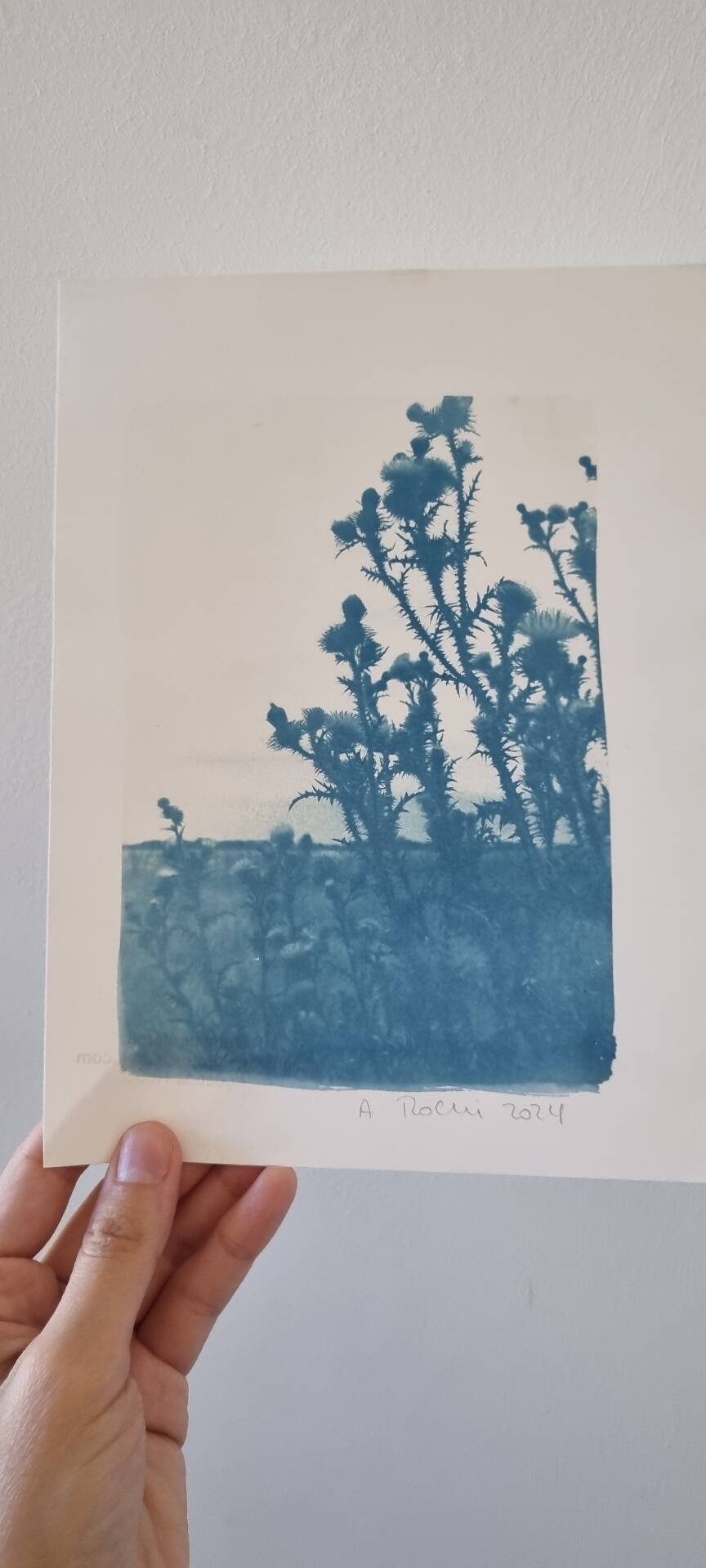 Cyanotype botanique photographique