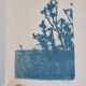 Cyanotype botanique photographique