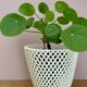 Vintage woven ceramic plant pot
