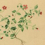 Old illustration from 1948 of meadow flowers by H.Strache - Mouron