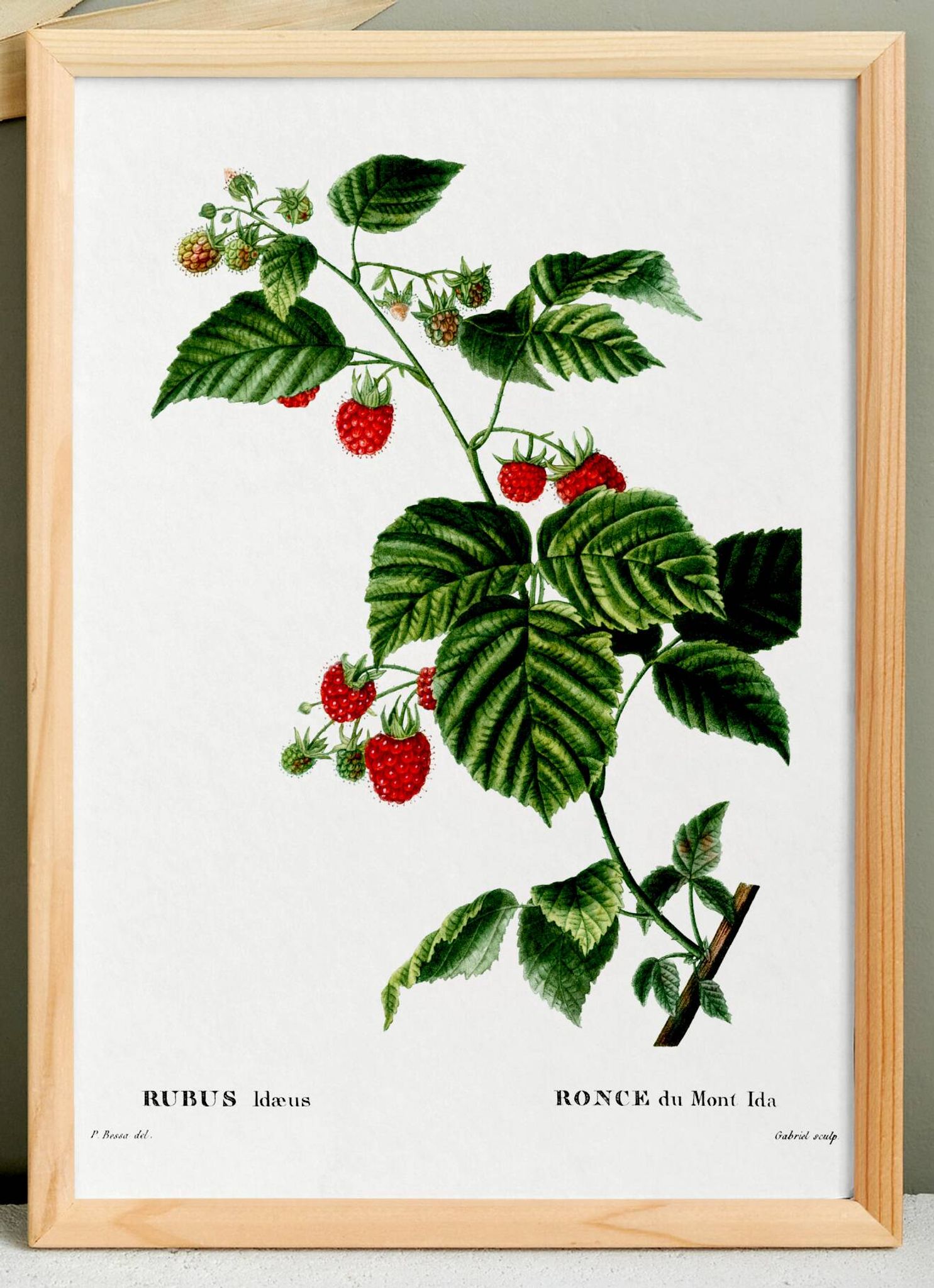 Botanical poster about raspberries, based on an old engraving from 1802