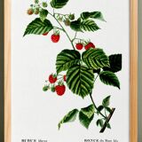 Botanical poster about raspberries, based on an old engraving from 1802