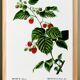 Botanical poster about raspberries, based on an old engraving from 1802