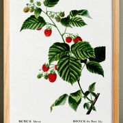 Botanical poster about raspberries, based on an old engraving from 1802