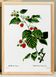Affiche botanique sur la framboise, d’après une gravure ancienne de 1802