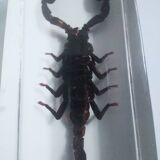 Authentic Scorpion in resin inclusion