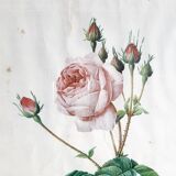 Pink botanical poster with lettuce leaves JP Redouté