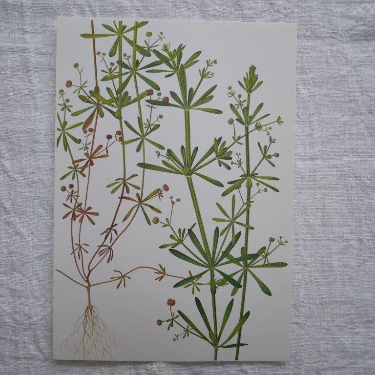 Set of 2 botanical boards Geigy