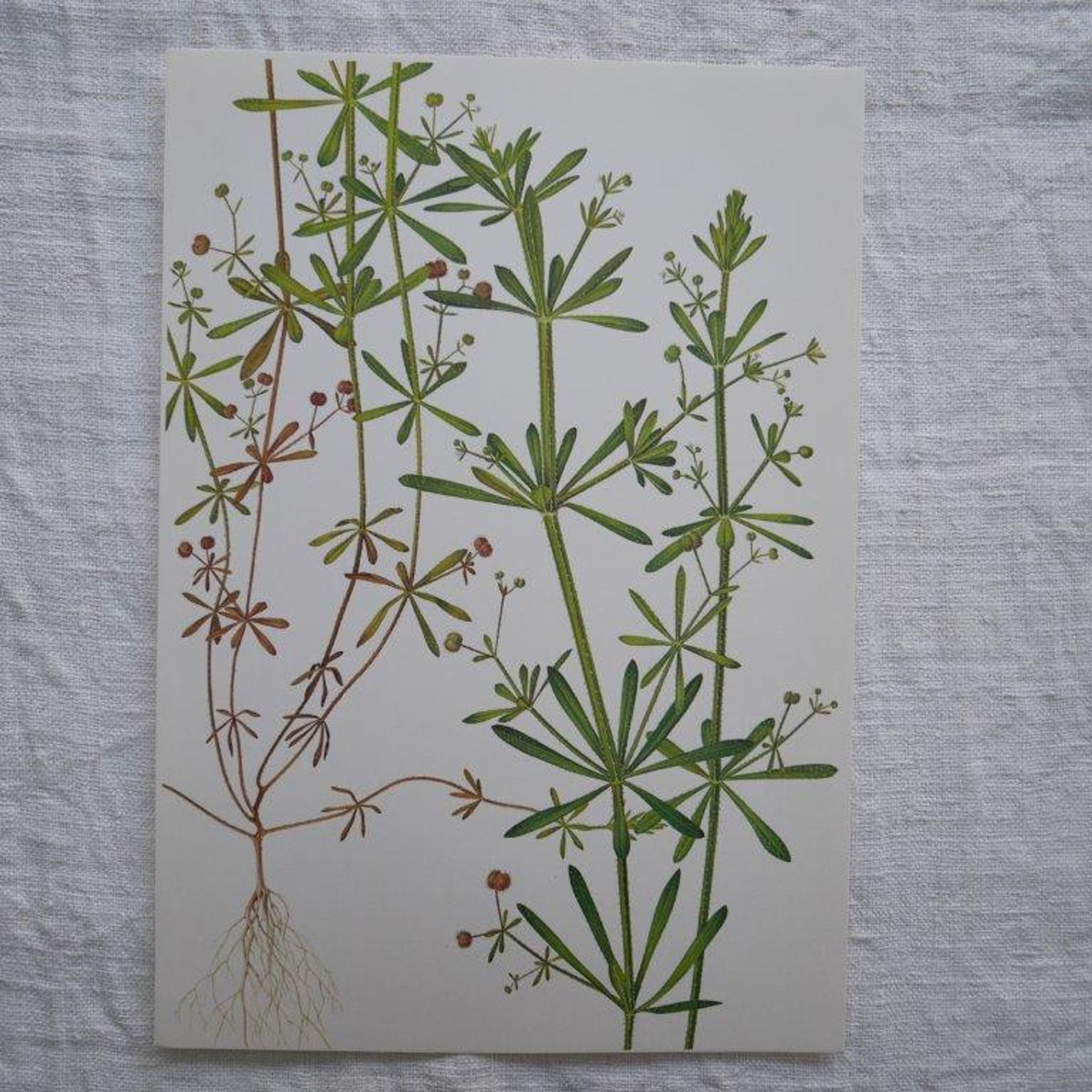 Set of 2 botanical boards Geigy