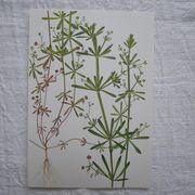 Set of 2 botanical boards Geigy