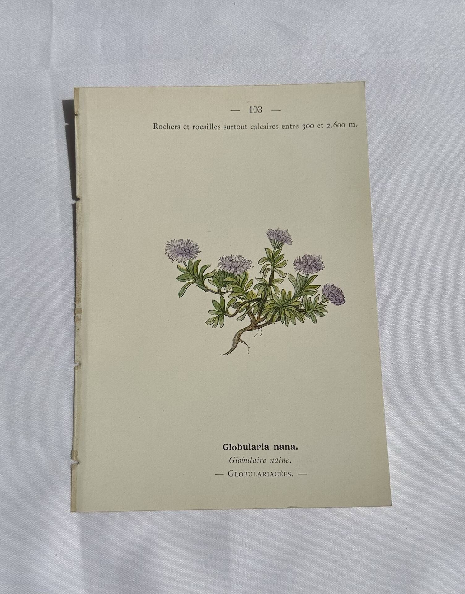 Old Botanical Engravings 19th Century – Naturalist Lithographs Flowers &
