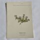 Old Botanical Engravings 19th Century – Naturalist Lithographs Flowers &