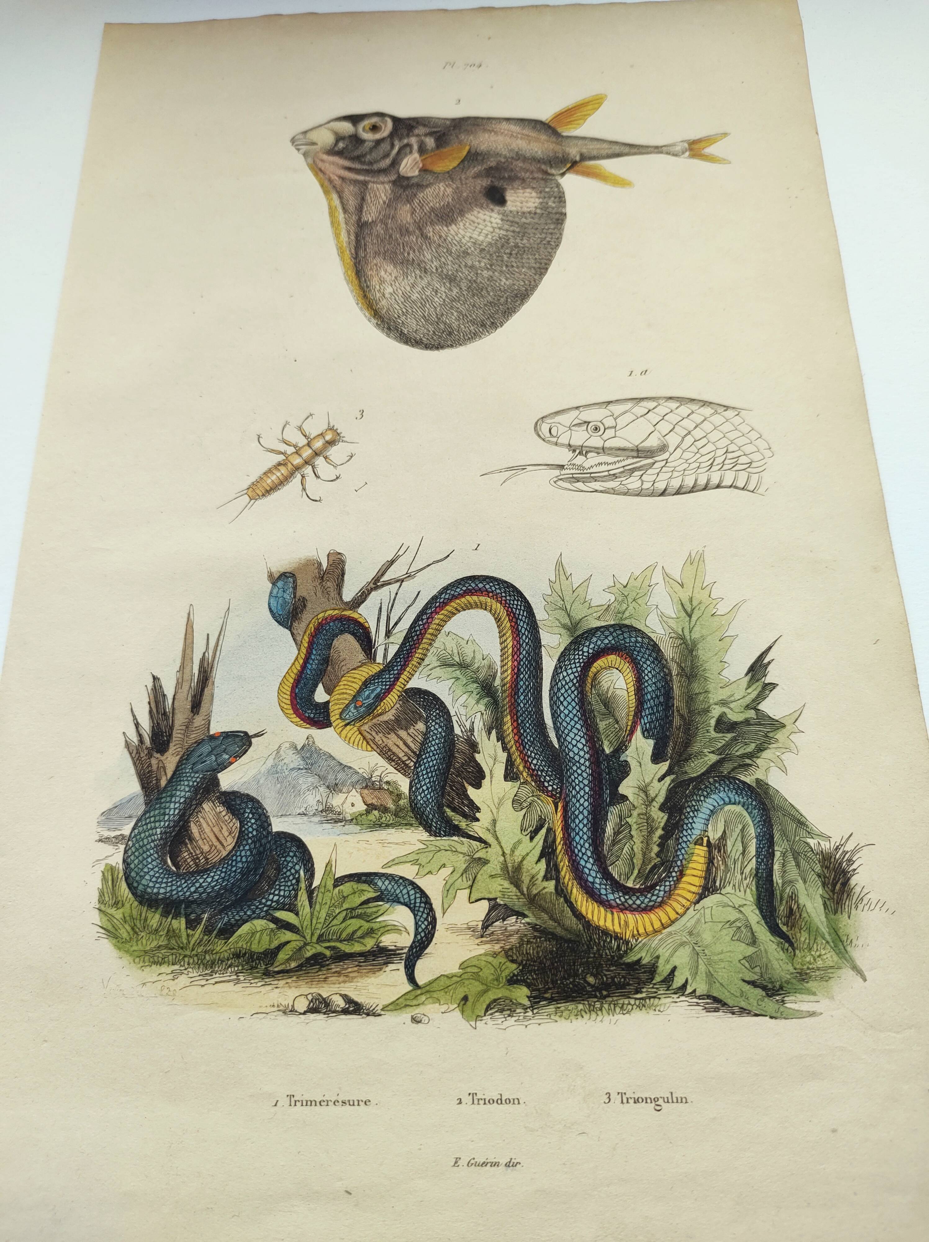 Gravure ancienne de 1838 -Serpent trimérésure et triodon- Planche zoologique et botanique original