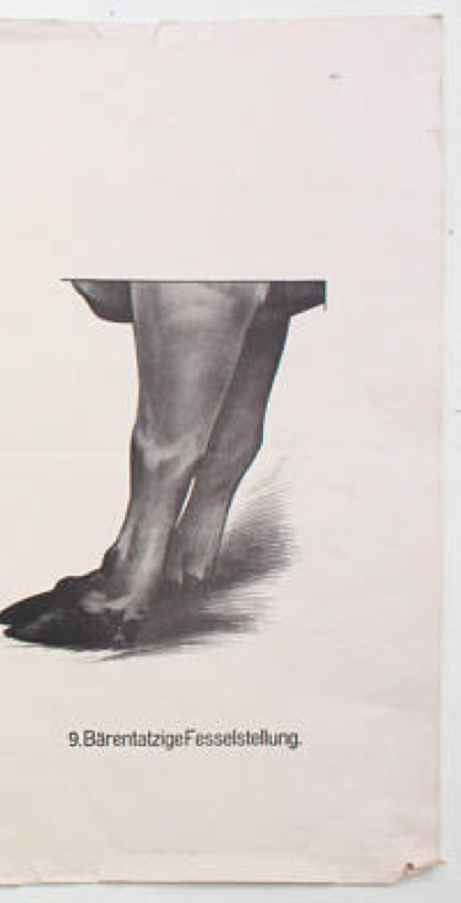 Affiche par Dr G Pusch, « Anatomie de vaches », 1901