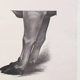Affiche par Dr G Pusch, « Anatomie de vaches », 1901