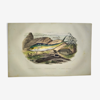 Original zoological plate of 1839 " coryphene hippurus