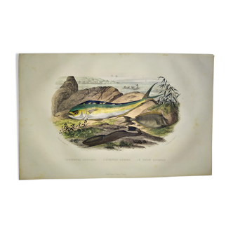 Planche zoologique originale de 1839 " coryphene hippurus