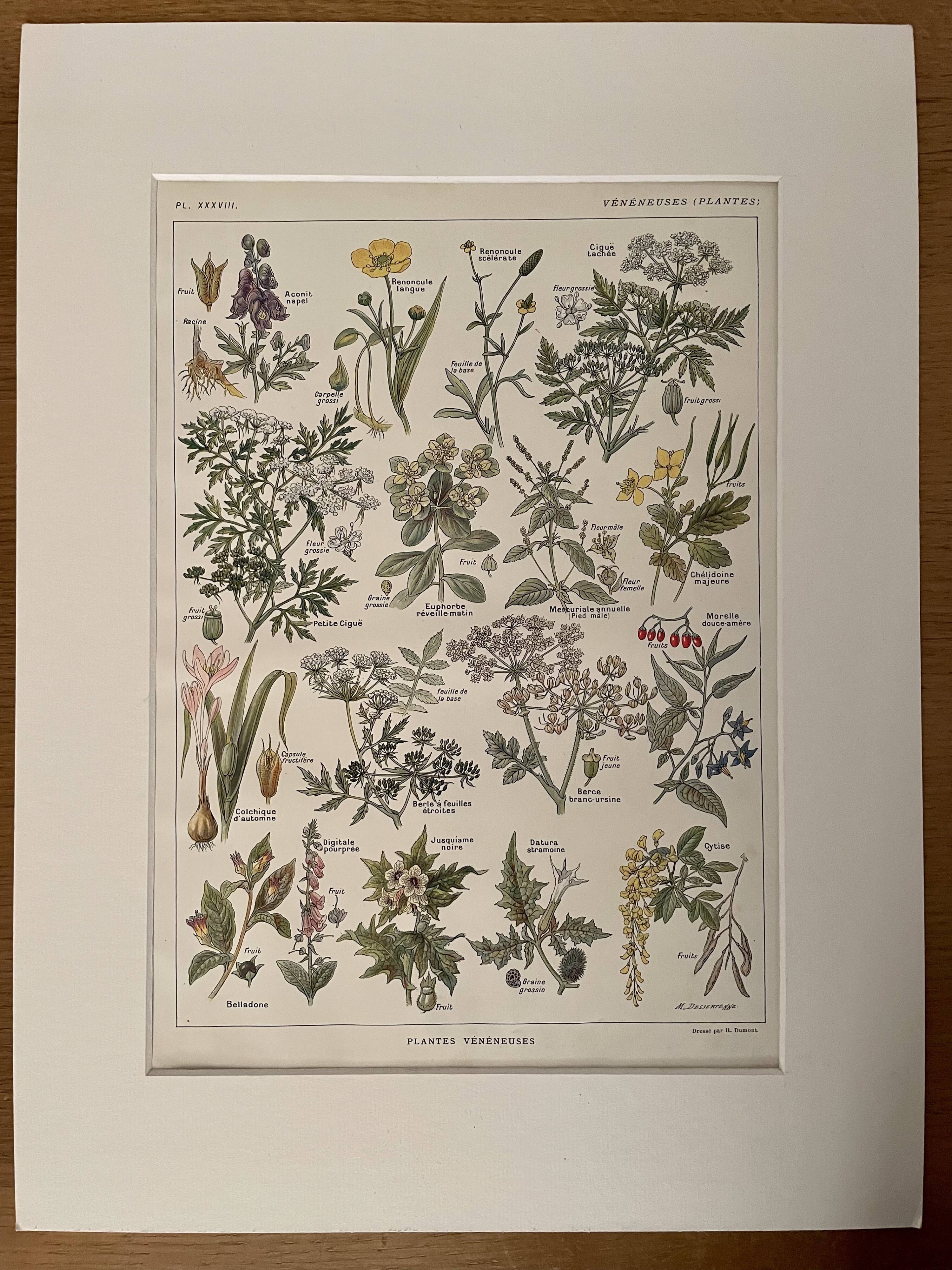 Lithograph on poisonous plants - 1920