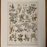 Lithograph on poisonous plants - 1920