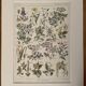 Lithograph on poisonous plants - 1920
