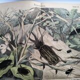 Antique lithograph from 1886 - Insects and beetles (2) - Engraving