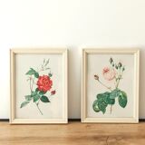 Two litho rose Redouté