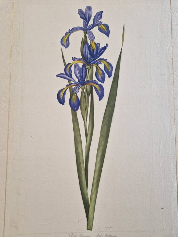 La Roche Laffitte (Born in 1943) - Watercolour drawing on silk - Iris