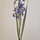 La Roche Laffitte (Born in 1943) - Watercolour drawing on silk - Iris