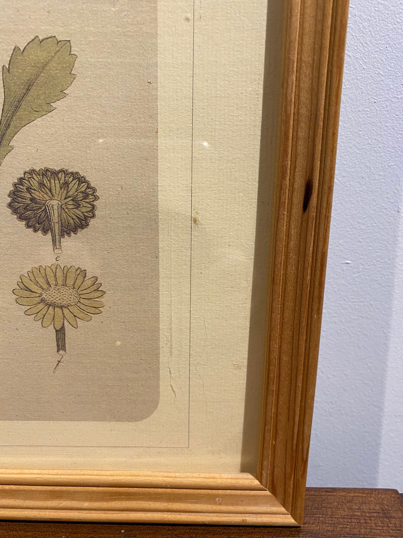 Framed botanical board, Marguerite