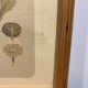 Framed botanical board, Marguerite