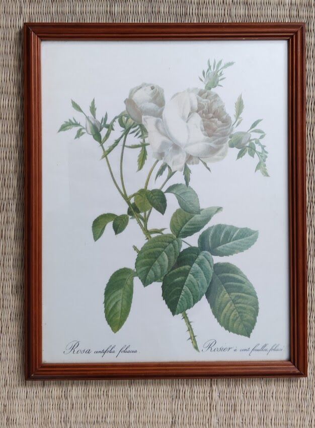 Dreaded Lithograph / Rosa centifolia foliacéa