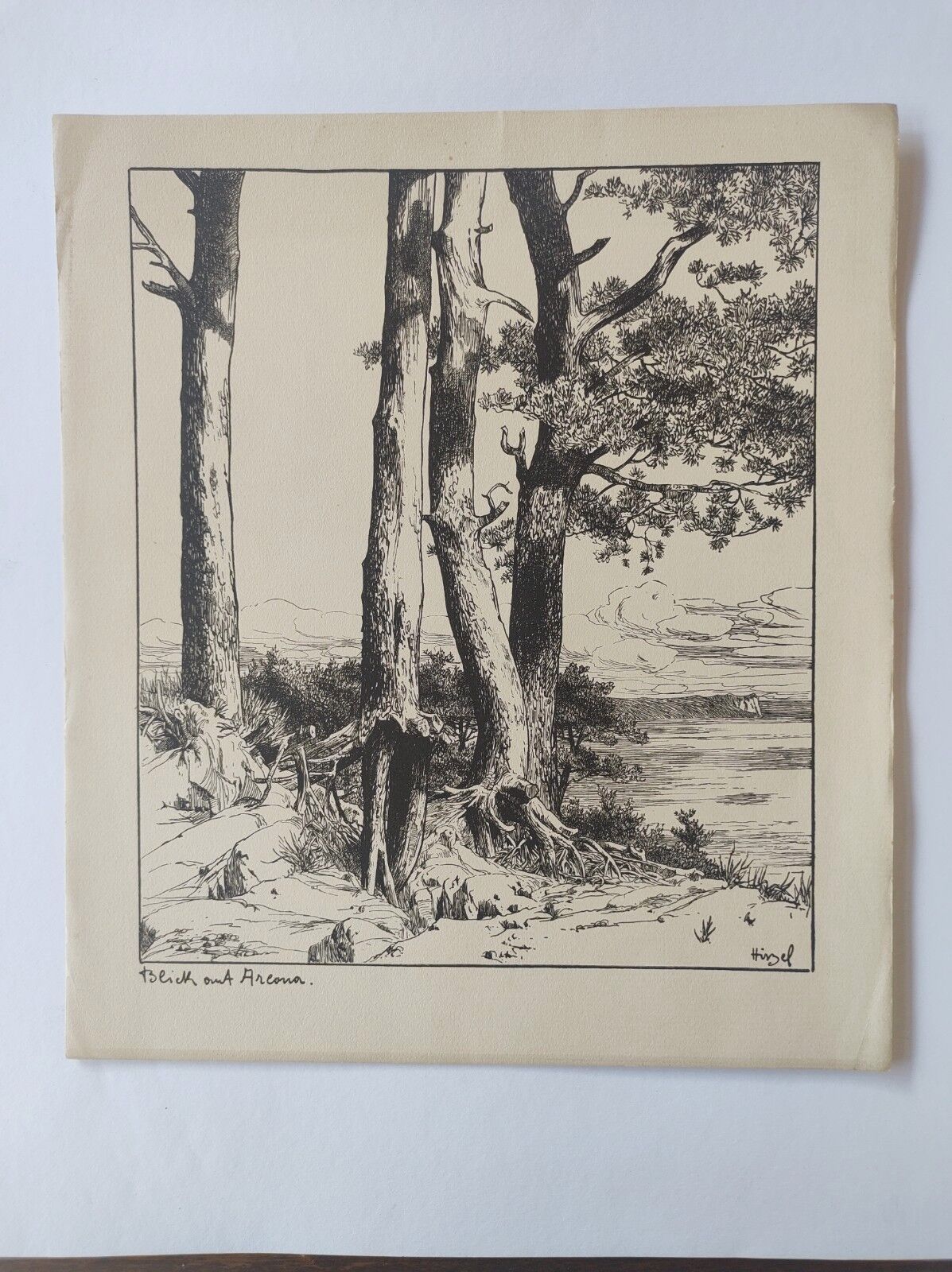 Antique print - Pine, sea and cliff - Lithograph from 1902