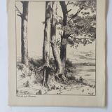 Antique print - Pine, sea and cliff - Lithograph from 1902