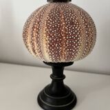 Cold sea urchin on base - Echinus esculentus